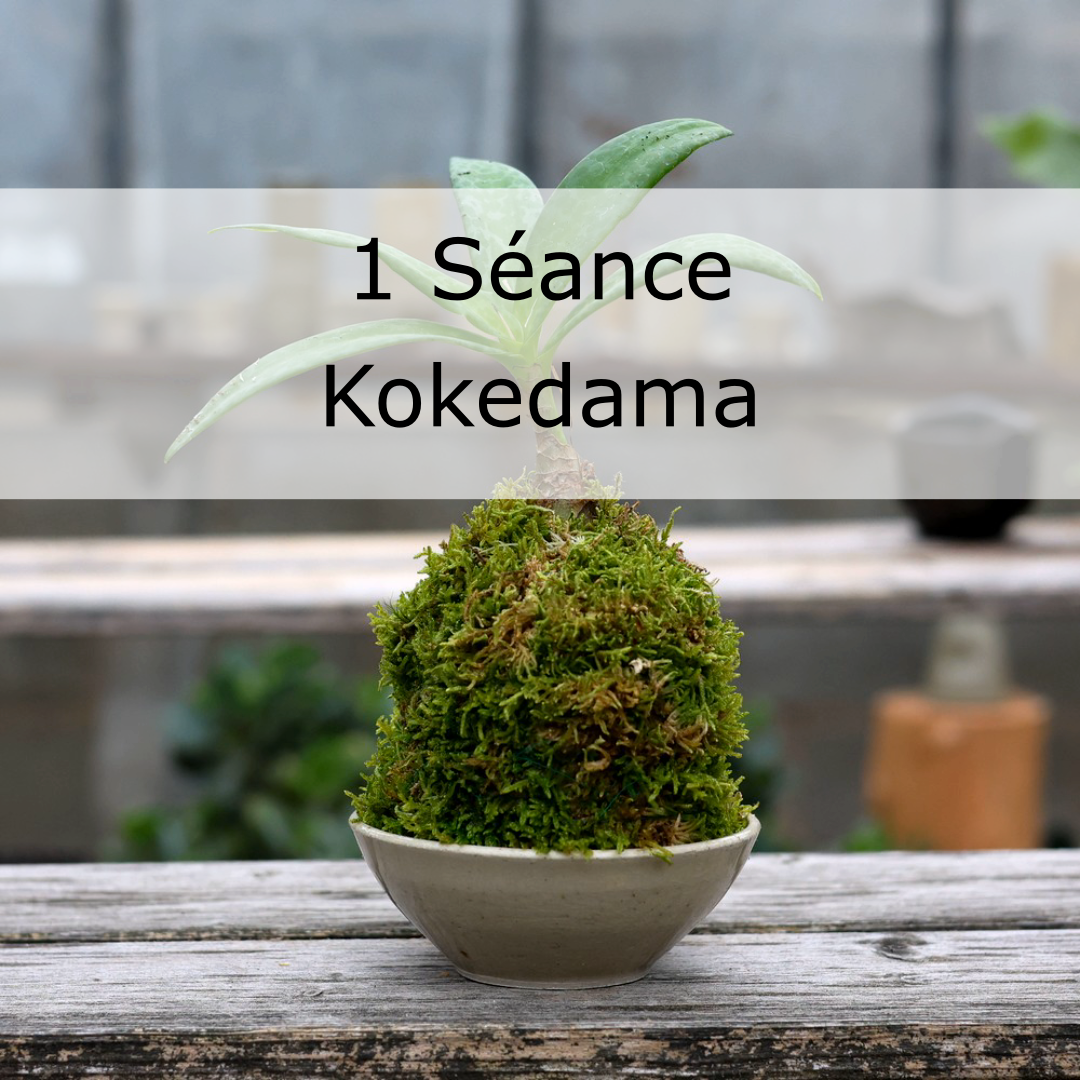 Un charmant petite plante kokedama dans un pot, avec une superposition de texte indiquant « 1 Séance Kokedama. - Atelier Terre et Bois à Colmar