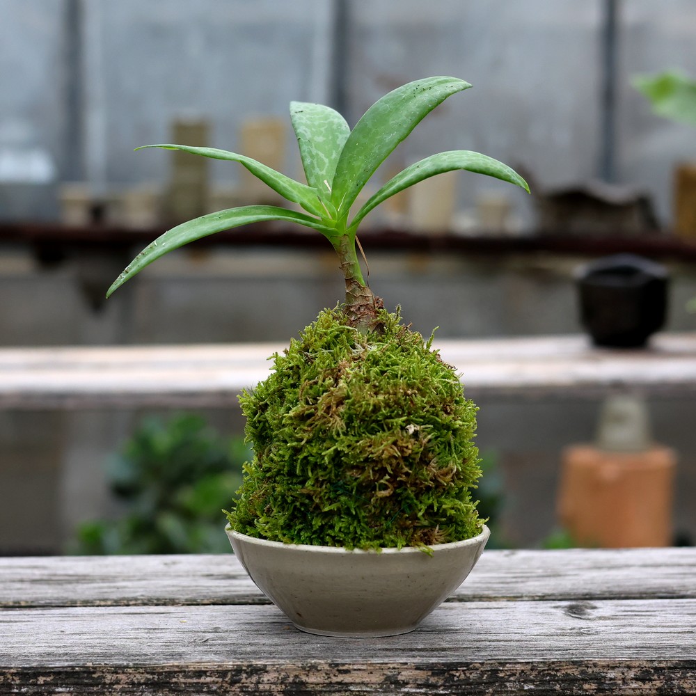 Une plante aux longues feuilles est posée élégamment sur un kokedama, dans un bol peu profond posé sur une surface en bois. L'arrière-plan flou renforce sa présence sereine. - Atelier Terre et Bois à Colmar