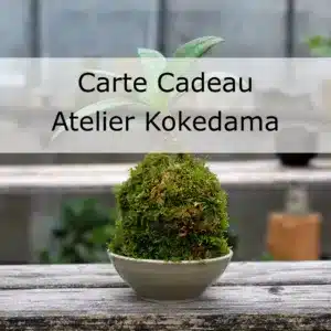 Découvrez le cadeau parfait avec une carte cadeau pour Atelier Kokedama, mettant en vedette une élégante plante kokedama nichée dans un petit bol sur une surface en bois. - Atelier Poterie Terre et Bois à Colmar